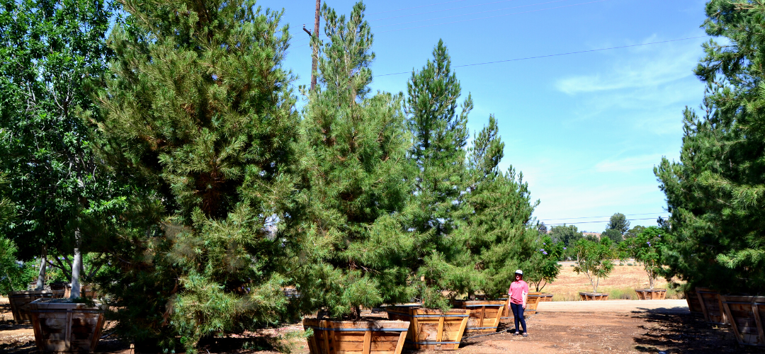 Plant A Living Christmas Tree This Winter